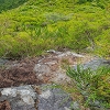 Plants: image 125 Of 208 Thumb